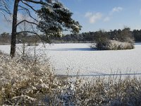 NL, Noord-Brabant, Oisterwijk, Voorste Goorven 5, Saxifraga-Jan van der Straaten