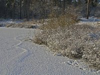 NL, Noord-Brabant, Oisterwijk, Voorste Goorven 8, Saxifraga-Jan van der Straaten