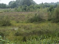 NL, Noord-Brabant, Oisterwijk, Winkelsven 1, Saxifraga-Willem van Kruijsbergen