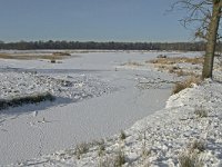 NL, Noord-Brabant, Oisterwijk, Winkelsven 18, Saxifraga-Jan van der Straaten