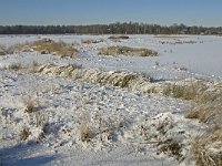 NL, Noord-Brabant, Oisterwijk, Winkelsven 19, Saxifraga-Jan van der Straaten