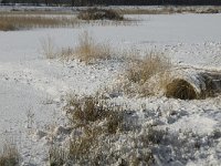 NL, Noord-Brabant, Oisterwijk, Winkelsven 24, Saxifraga-Jan van der Straaten