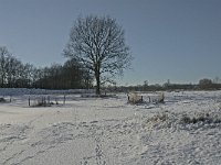 NL, Noord-Brabant, Oisterwijk, Winkelsven 27, Saxifraga-Jan van der Straaten