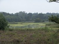 NL, Noord-Brabant, Oisterwijk, Winkelsven 3, Saxifraga-Willem van Kruijsbergen