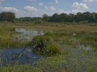 NL, Noord-Brabant, Oisterwijk, Winkelsven 40, Saxifraga-Marijke Verhagen