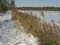 NL, Noord-Brabant, Oisterwijk, Winkelsven 43, Saxifraga-Jan van der Straaten