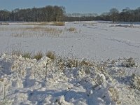 NL, Noord-Brabant, Oisterwijk, Winkelsven 5, Saxifraga-Jan van der Straaten