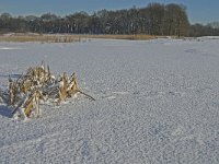 NL, Noord-Brabant, Oisterwijk, Winkelsven 7, Saxifraga-Jan van der Straaten