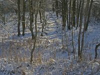 NL, Noord-Brabant, Oisterwijk, Winkelsven 9, Saxifraga-Jan van der Straaten