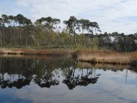 NL, Noord-Brabant, Oisterwijk, Wolfsputven 3, Saxifraga-Jan van der Straaten