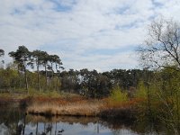 NL, Noord-Brabant, Oisterwijk, Wolfsputven 7, Saxifraga-Jan van der Straaten