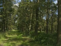 Nl, Noord-Brabant, Oisterwijk, Balsvoortse Weg 3, Saxifraga-Jan van der Straaten