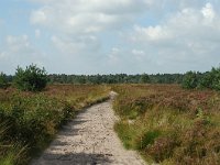 NL, Noord-Brabant, Oosterhout, Vrachelse Heide 2, Saxifraga-Jaap Bouwman : stuizand2