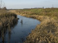 NL, Noord-Brabant, Oss, Haren, Groenendijk 1, Saxifraga-Jan van der Straaten