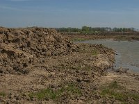 NL, Noord-Brabant, Oss, Hemelrijksche Waard 7, Saxifraga-Jan van der Straaten