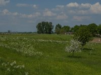 NL, Noord-Brabant, Oss, Keent 10, Saxifraga-Jan van der Straaten