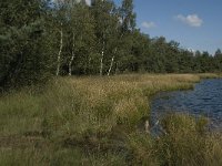 NL, Noord-Brabant, Reusel-De Mierden, De Flaes 6, Saxifraga-Jan van der Straaten