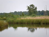 NL, Noord-Brabant, Reusel-De Mierden, Mispeleindsche Heide 1, Saxifraga-Tom Heijnen