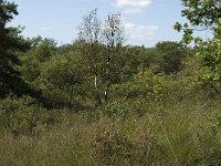 NL, Noord-Brabant, Reusel-De Mierden, Mispeleindsche Heide 13, Saxifraga-Jan van der Straaten