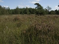 NL, Noord-Brabant, Reusel-De Mierden, Mispeleindsche Heide 8, Saxifraga-Jan van der Straaten