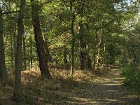 NL, Noord-Brabant, Sint-Michielsgestel, Haanwijk 8 , Saxifraga-Jan van der Straaten