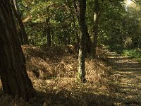 NL, Noord-Brabant, Sint-Michielsgestel, Haanwijk 8, Saxifraga-Jan van der Straaten