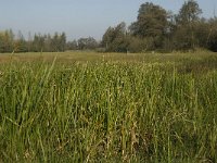 NL, Noord-Brabant, Sint-Michielsgestel, Patersberg 10, Saxifraga-Jan van der Straaten