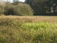 NL, Noord-Brabant, Sint-Michielsgestel, Patersberg 7, Saxifraga-Jan van der Straaten