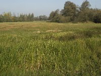 NL, Noord-Brabant, Sint-Michielsgestel, Patersberg 9, Saxifraga-Jan van der Straaten