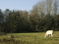 NL, Noord-Brabant, Sint-Michielsgestel, de Pettelaar 2, Saxifraga-Jan van der Straaten