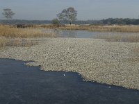 NL, Noord-Brabant, Someren, Beuven 26, Littorrella uniflora , Saxifraga-Jan van der Straaten