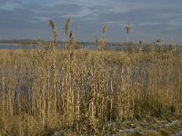 NL, Noord-Brabant, Someren, Beuven 32, Saxifraga-Jan van der Straaten