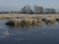 NL, Noord-Brabant, Someren, Beuven 5, Saxifraga-Jan van der Straaten