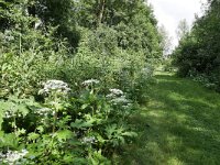 NL, Noord-Brabant, Someren, Oetert near Otterdijk 1, Saxifraga-Tom Heijnen