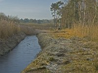 NL, Noord-Brabant, Someren, Peelrijt 6, Saxifraga-Jan van der Straaten