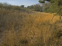 NL, Noord-Brabant, Someren, Witte Loop 1, Saxifraga-Jan van der Straaten