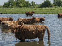 NL, Noord-Brabant, Steenbergen, Botkreek 7, Saxifraga-Jan van der Straaten