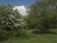 NL, Noord-Brabant, Steenbergen, Dintelse Gorzen 26, Saxifraga-Jan van der Straaten