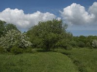 NL, Noord-Brabant, Steenbergen, Dintelse Gorzen 28, Saxifraga-Jan van der Straaten