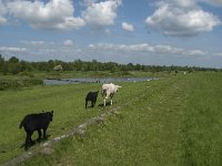 NL, Noord-Brabant, Steenbergen, Dintelse Gorzen 37, Saxifraga-Jan van der Straaten