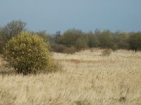 NL, Noord-Brabant, Steenbergen, Slikken van de Heen 2, Saxifraga-Jan van der Straaten