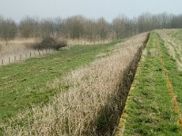 NL, Noord-Brabant, Steenbergen, Slikken van de Heen, Oude Zeedijk 2, Saxifraga-Jan van der Straaten