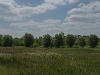 NL, Noord-Brabant, Tilburg, De Brand 10, Saxifraga-Jan van der Straaten