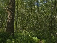 NL, Noord-Brabant, Tilburg, Leemkuilen 4, Saxifraga-Jan van der Straaten