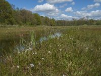 NL, Noord-Brabant, Tilburg, Nieuwe Tiend 25, Saxifraga-Marijke Verhagen