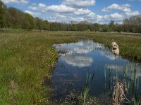 NL, Noord-Brabant, Tilburg, Nieuwe Tiend 27, Saxifraga-Marijke Verhagen