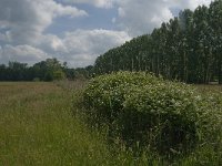 NL, Noord-Brabant, Tilburg, Nieuwe Tiend 5, Saxifraga-Jan van der Straaten