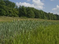 NL, Noord-Brabant, Tilburg, Nieuwe Tiend 7, Saxifraga-Jan van der Straaten