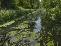 NL, Noord-Brabant, Tilburg, Zandleij 3, Saxifraga-Jan van der Straaten