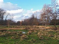 NL, Noord-Brabant, Valkenswaard, De Elshouters 12, Saxifraga-Tom Heijnen